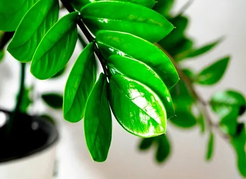 خرید جدیدترین انواع گیاه زامفولیا با قیمت مناسب