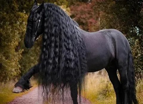 قیمت خرید اسب فریزین