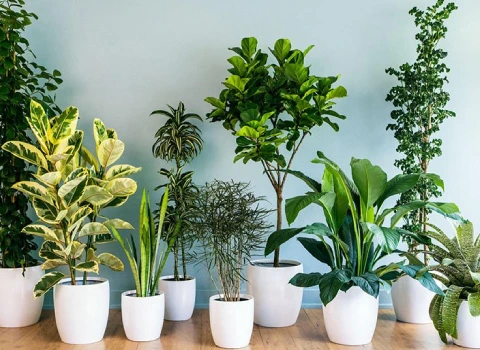 انواع گل آپارتمانی + راهنمای روش نگهداری