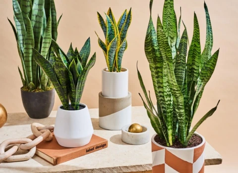 گیاه آپارتمانی مناسب برای منزل و محل کار