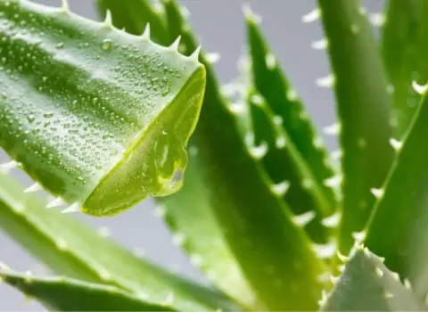 قیمت آلوورا شاخ گوزنی + پخش تولیدی عمده کارخانه