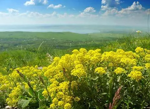 گیاه دارویی باریجه؛ زرد درمان سنگ کلیه سم زدایی بدن barijeh