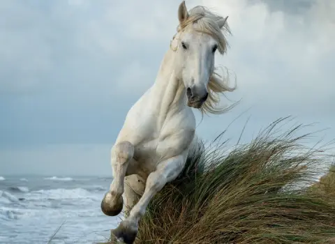 خرید اسب قشنگ سفید + قیمت عالی