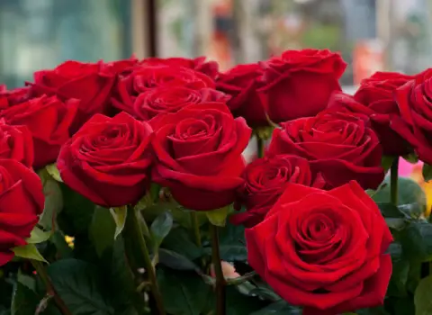 گل رز قرمز هلندی همراه با توضیحات کامل و آشنایی