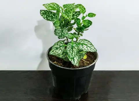 گیاه آپارتمانی گل سنگ آشنایی صفر تا صد قیمت خرید عمده