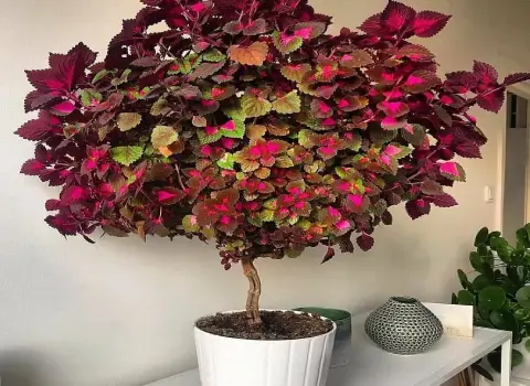 قیمت و خرید گل حسن یوسف درختی با مشخصات کامل