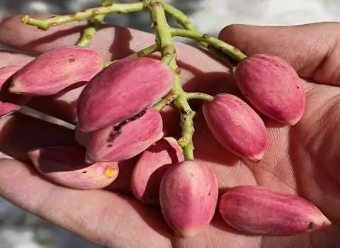 پسته خام با پوست؛ ارگانیک کاهش بیماری گوارشی نوکلئیک اسید 1 کیلویی