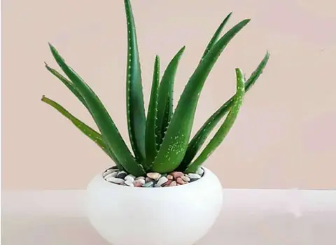 گیاه آلوئه ورا زینتی؛ ارگانیک خار دار رفع (لکه چروک) حاوی ویتامین D