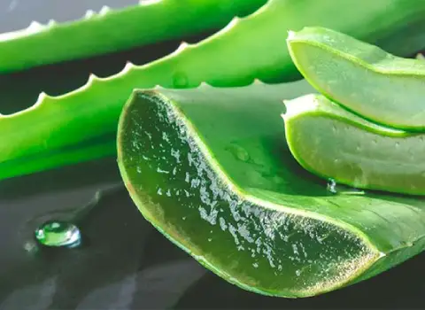 گیاه آلوئه ورا تازه؛ خود رو ایران آفریقا هند 2 نوع خام پخته