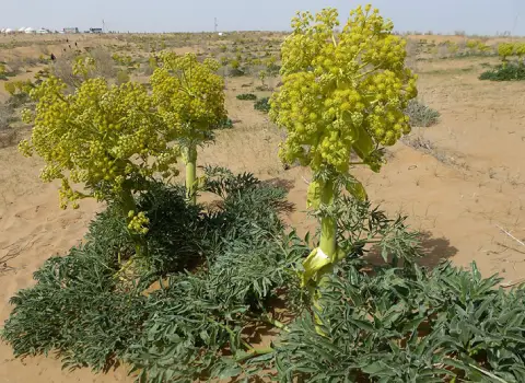 مشخصات گیاه آنغوزه کوهی و نحوه خرید عمده