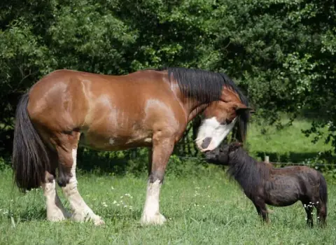 اسب پهن پشت؛ گردن کلفت دم بلندی 2 رنگ سفید سیاه