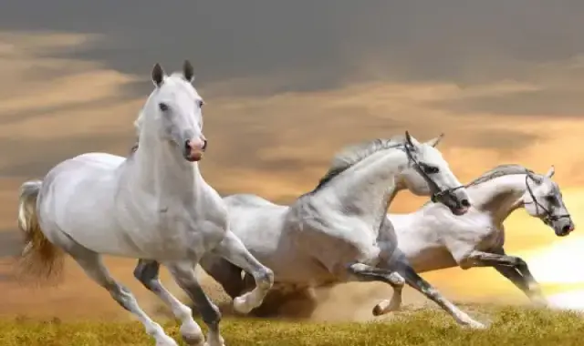 اسب آندالوزین؛ خاکستری چالاک بدن مقاوم باهوش مطیع Spain