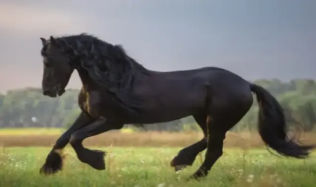 خرید و قیمت اسب کرد سیاه قیماق