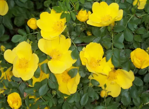 گل نسترن زرد رونده و مزایای کشت آن و راهنمایی های لازم