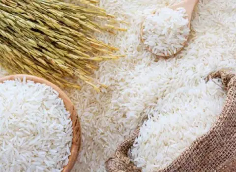 برنج طارم محلی درجه یک فریدونکنار؛ استخوانی کرم 2 کشت