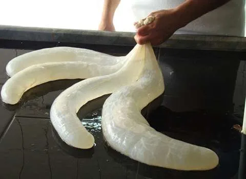 راهنمای خرید هنگ روده گوسفندی با شرایط ویژه و قیمت استثنایی