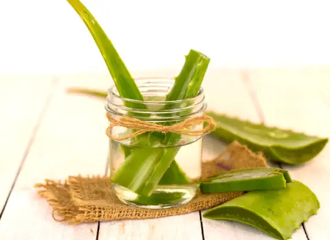 راهنمای خرید رسیدگی به گیاه آلوورا + قیمت عالی