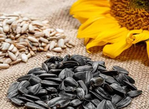 تخمه آفتابگردان خارجی؛ خام بو داده یکدست تنظیم هورمون ضد سرطان