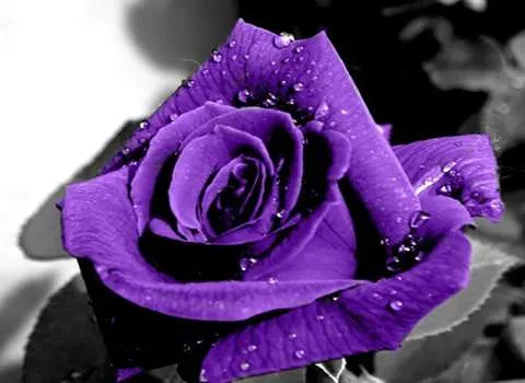 گل رز بنفش طبیعی | خرید با قیمت ارزان