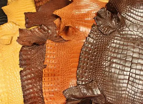 چرم تمساح درجه یک و پرطرفدار با زیبایی عجیب و جنس منحصر به فرد