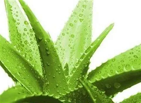 گیاه آلوئه ورا برای پوست + قیمت