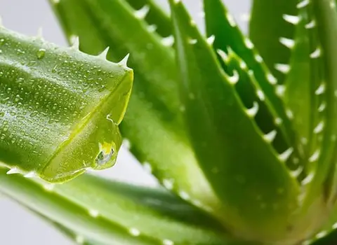 برگ الوئه ورا برای جوش؛ سمی درمانی ضخیم گوشتی آبرسان پوست مو