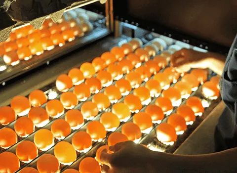 فهرست قیمت دستگاه کندلینگ تخم مرغ