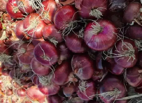 قیمت پیاز قرمز کرمانشاه از تولید به مصرف