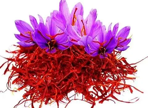 زعفران قائنات مشهد امروز (طلای قرمز) بسته بندی شده فله ای کیلویی