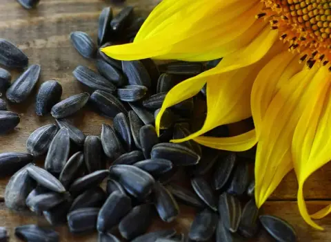 تخمه آفتابگردان چه خاصیتی دارد؟ + قیمت خرید