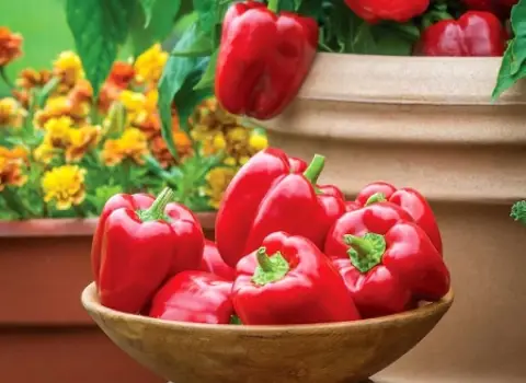 خواص فلفل دلمه قرمز + قیمت خرید