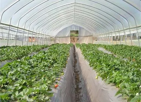 قیمت نایلون گلخانه ای در اصفهان از تولید به مصرف