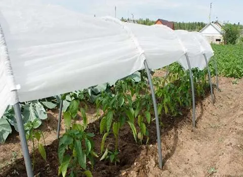 خرید انواع نایلون عریض کشاورزی + قیمت