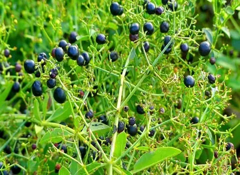 مورینگا و سفیدی پوست؛ تازه خشک پودری حاوی کلسیم ویتامین (A B C)