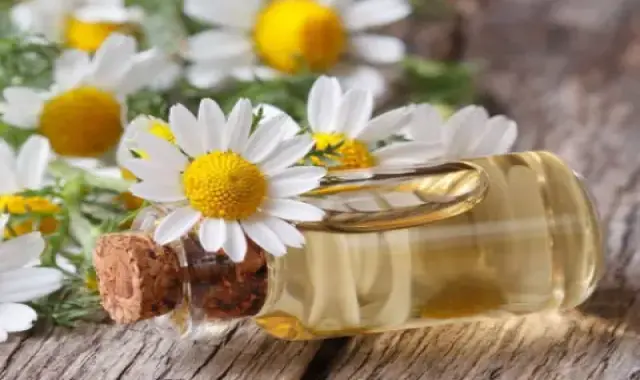 خرید عمده گیاه دارویی بابونه شیرازی با بهترین شرایط