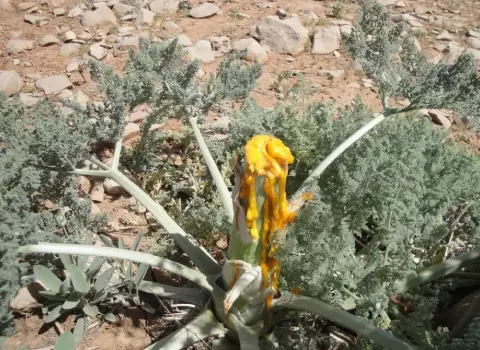 قیمت و خرید گیاه دارویی آنغوزه با مشخصات کامل