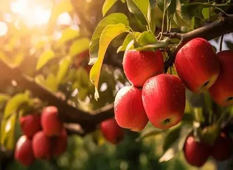 سیب گالا همراه با توضیحات کامل و آشنایی