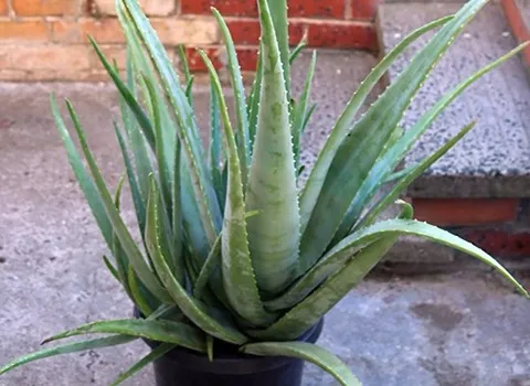 گیاه آلوئه ورا اصل همراه با توضیحات کامل و آشنایی