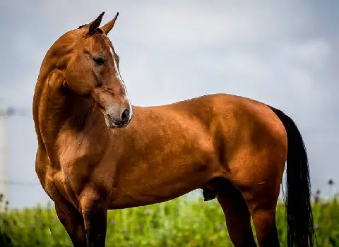 اسب ترکمن قهوه ای؛ آخال تکه یموت انعطاف بدنی قوی قد 160cm