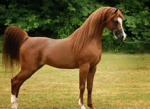 اسب اصیل کرد کرمانشاه؛ مادیان نریان مطیع (سفید سیاه قهوه ای)