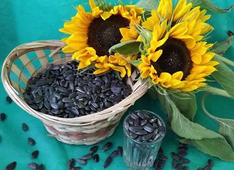 تخمه کدو برای پروستات؛ تقویت گوارش خشکبار مواد مغذی منیزیم آهن فیبر