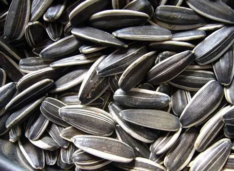 تخمه آفتابگردان هیبریدی sunflower seed ساده نمکی آبلیمویی سرکه نمکی