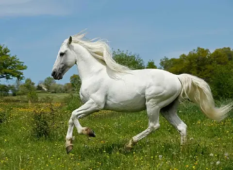 اسب سیلمی عرب خوزستان؛ چابک شناسنامه دار پوست براق Iran