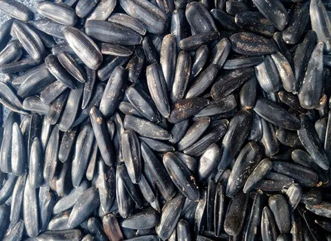 خرید و قیمت تخمه آفتابگردان خام عمده