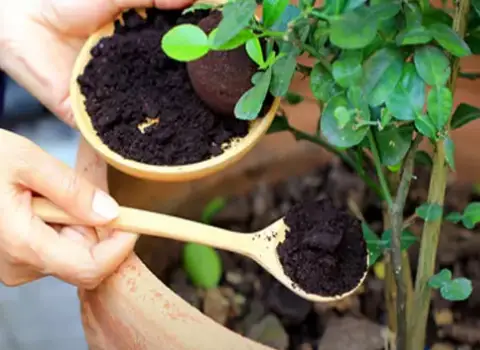 قیمت کود گیاهان آپارتمانی