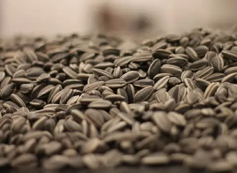 تخمه آفتابگردان زنجان؛ تفت داده بو داده حاوی ویتامین Omega 6