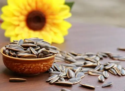 تخمه آفتابگردان صادراتی؛ دانه درشت بدون خراب شدگی ضد التهاب ضد سرطان Export