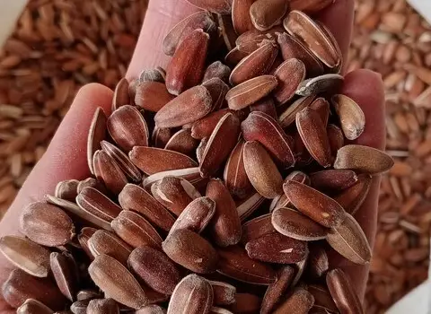 تخمه آفتابگردان قهوه ای؛ تازه یکدست طعم عالی حاوی پروتئین گیاهی