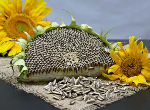 تخمه آفتابگردان شاهرودی (خشکبار) درشت سورت شده 3 طعم لیمویی پنیری شور