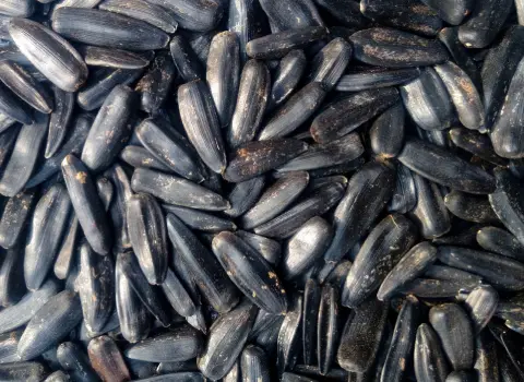 قیمت خرید تخمه آفتابگردان سیاه + خواص، معایب و مزایا